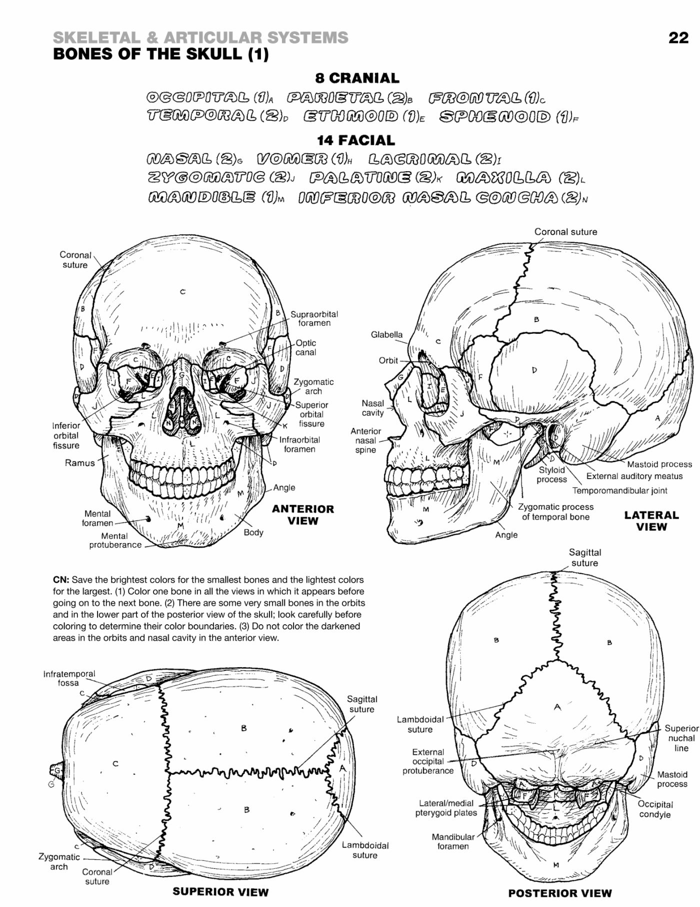 Page 22, Bones of the Skull, uncolored
