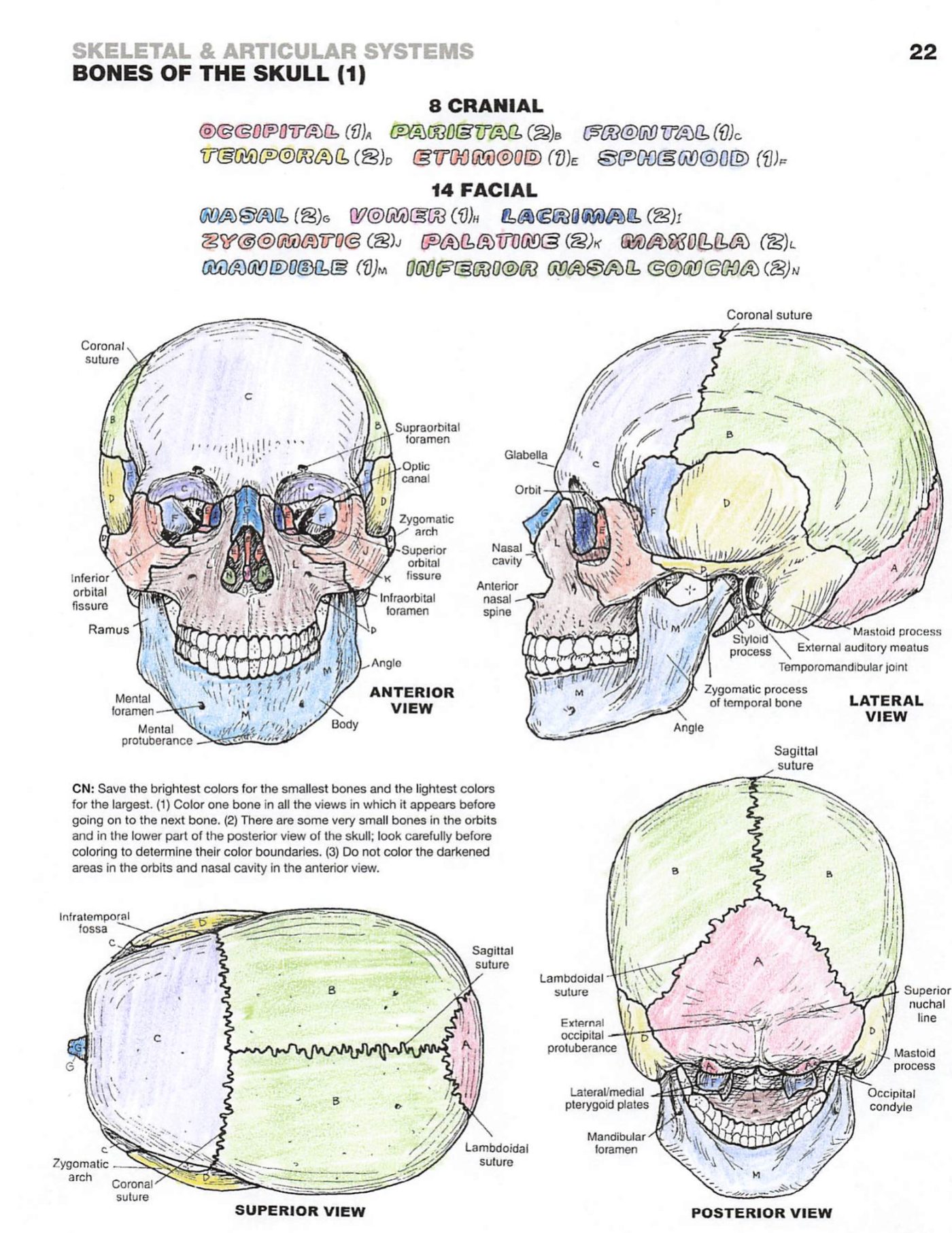 Page 22, Bones of the Skull, colored