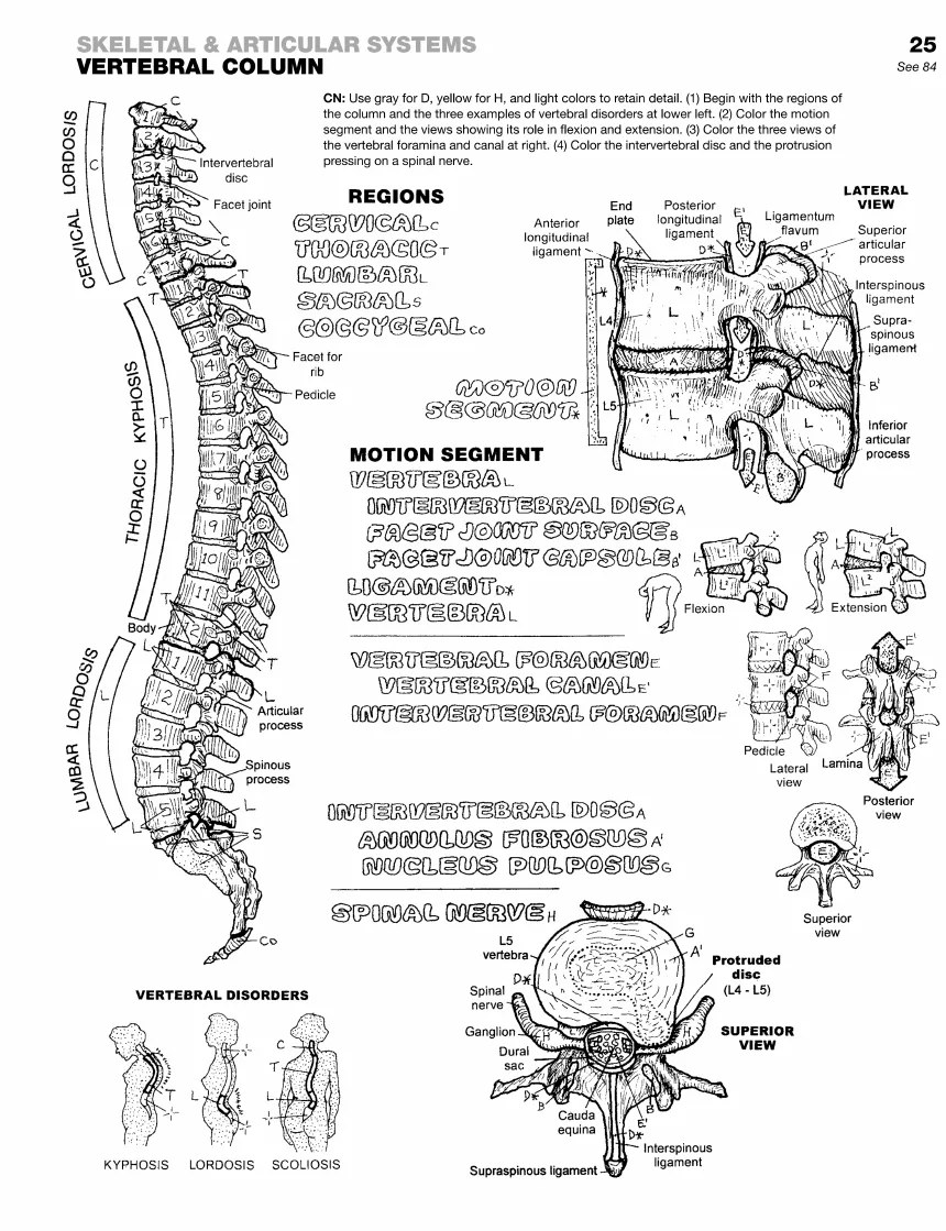 Uncolored page 25 of The Anatomy Coloring Book, Vertebral Column