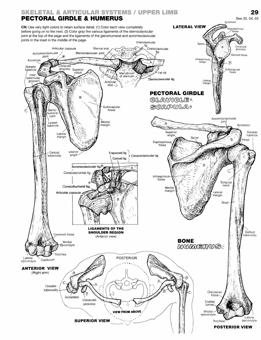 Sample page 29, Pectoral Girdle & Humerus