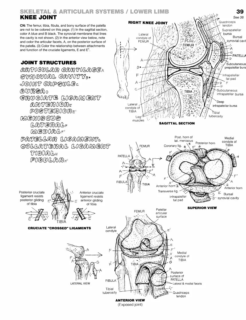 Sample page 39, Knee Joint