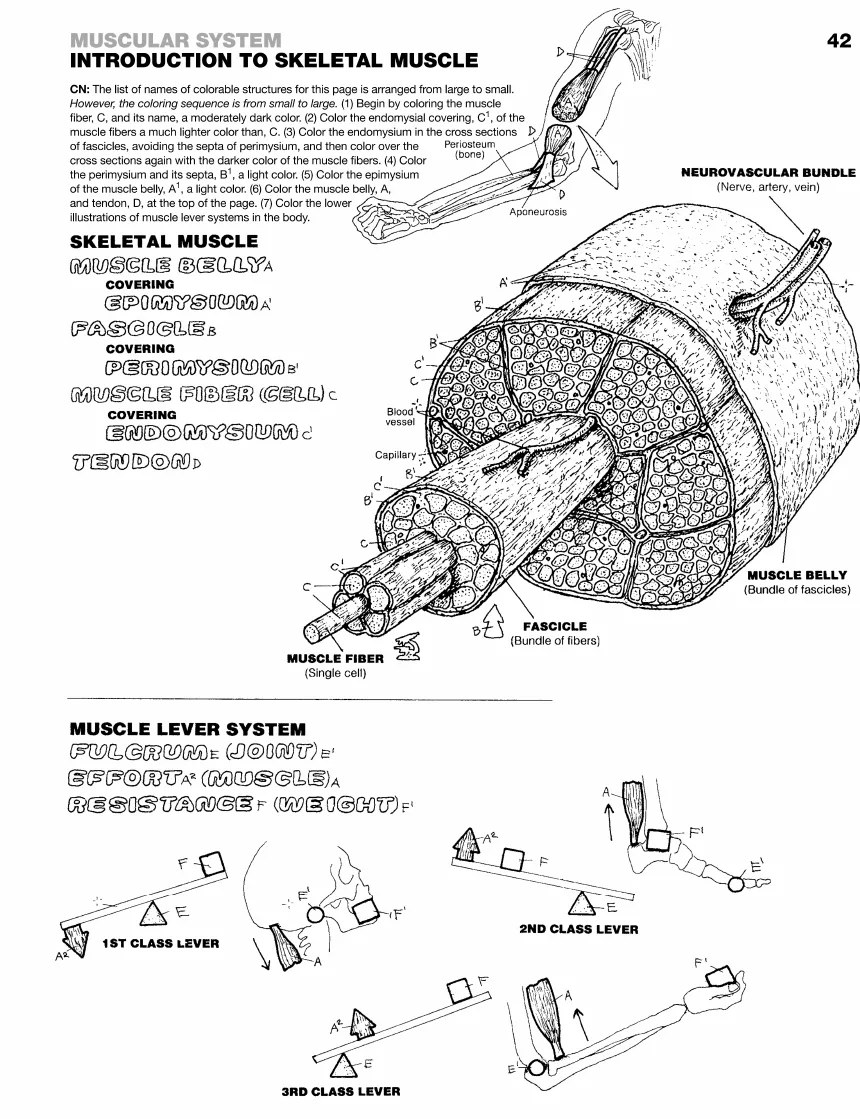 Sample page 42, Intro to Skeletal Muscle